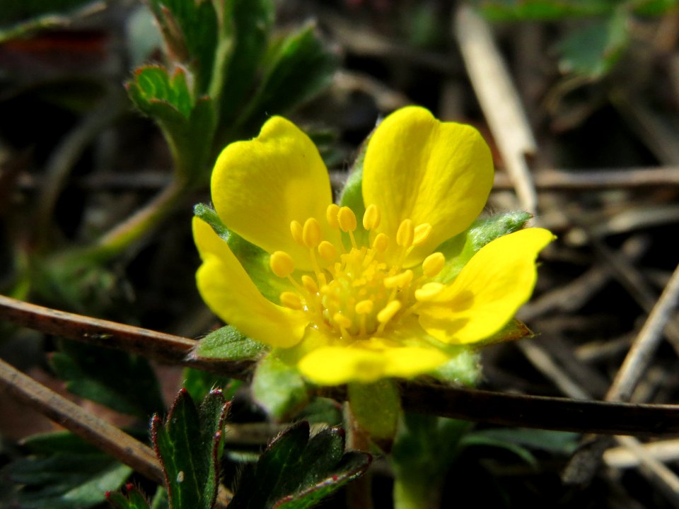 20140324Potentilla_neumanniana1