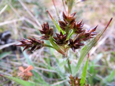 20140324Luzula_campestris2