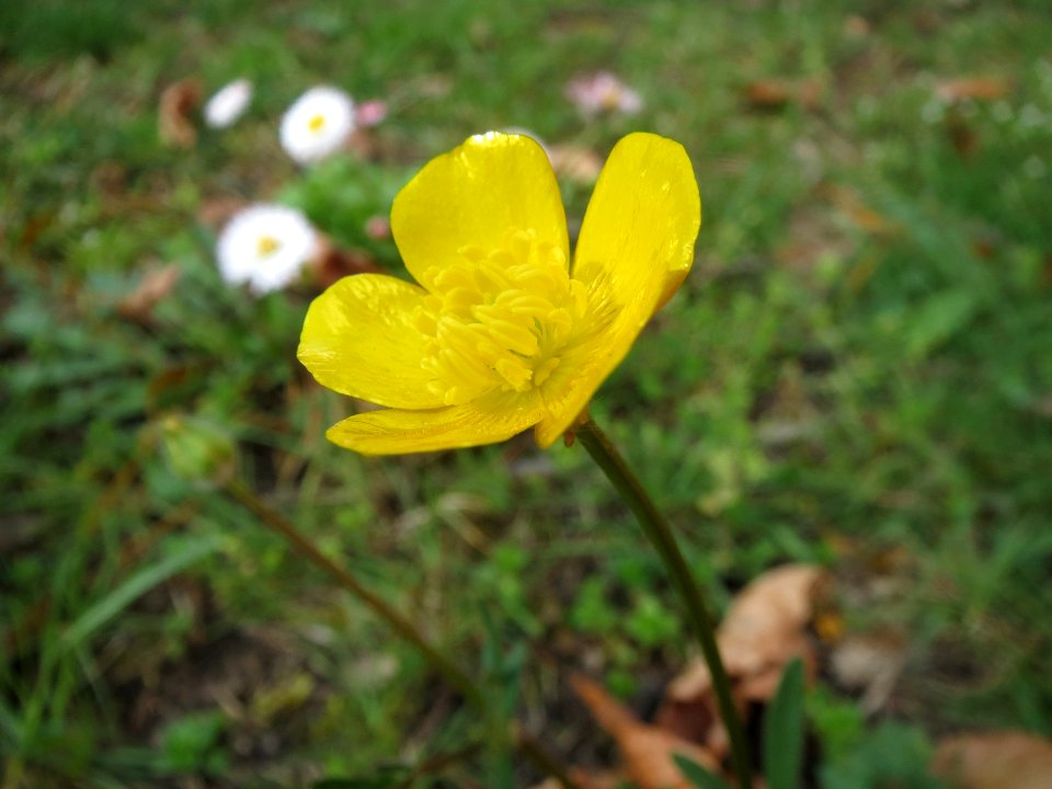 20140324Ranunculus_acris2