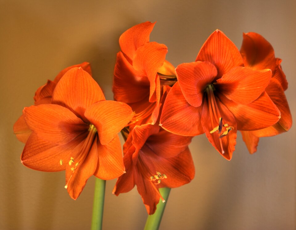 Bloom flower blooming