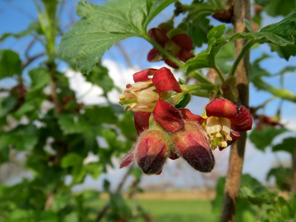 20140326Ribes_uva-crispa10