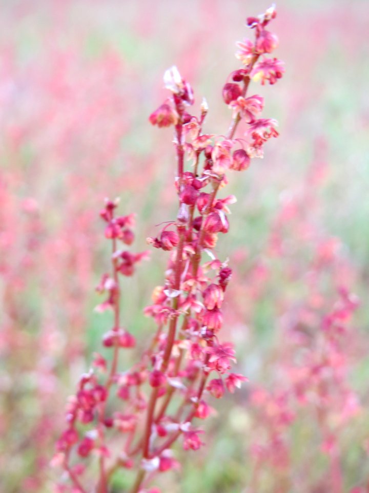20140418Rumex_acetosella