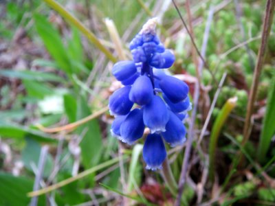20140326Muscari_armeniacum2