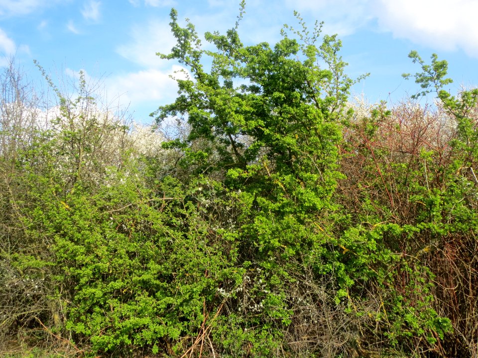 20140326Crataegus_monogyna1