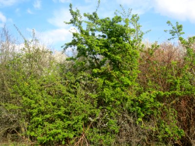 20140326Crataegus_monogyna1