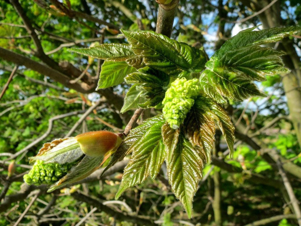 20140420Acer_pseudoplatanus1
