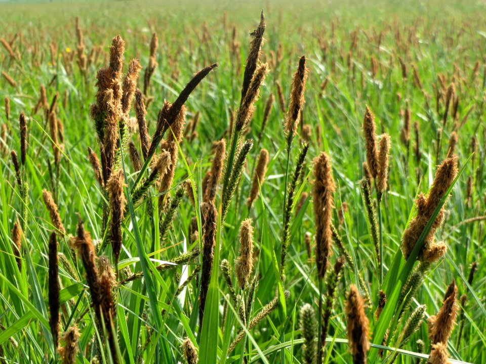 20140425Carex_acutiformis02