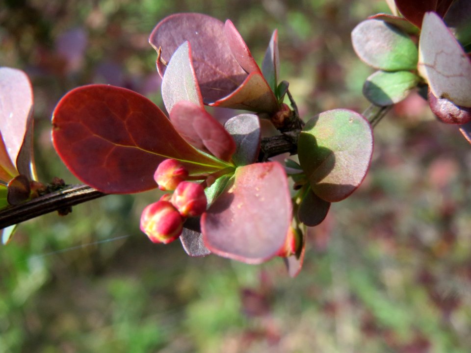 20140326Berberitze_Reilingen7