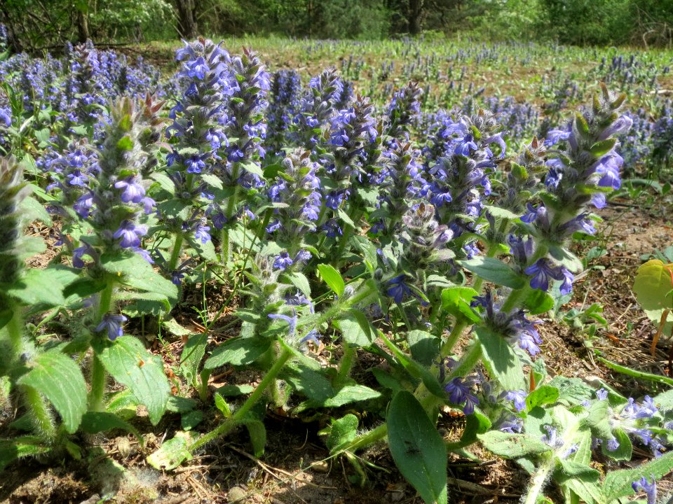20140421Ajuga_genevensis1