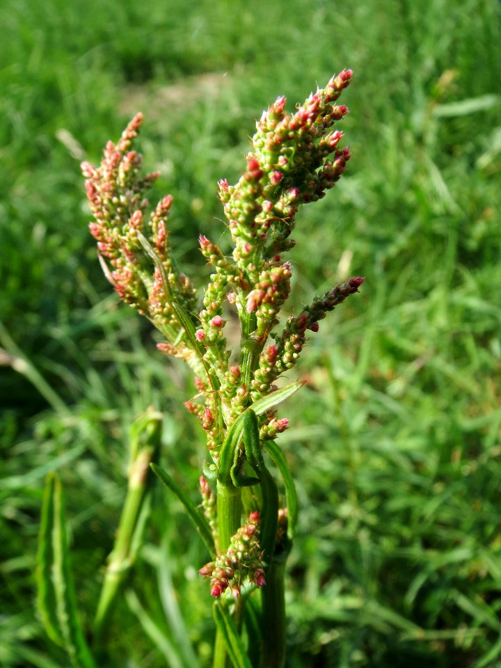 20140424Rumex_acetosa3