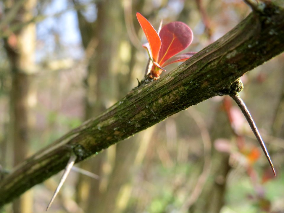 20140326Berberitze_Reilingen5