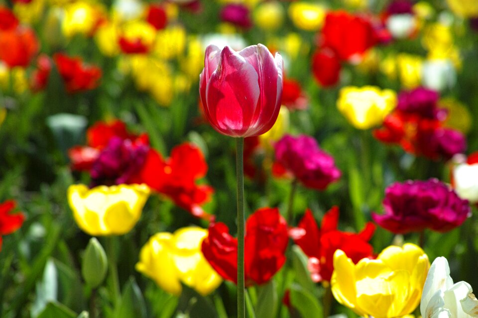 Nature plant beautiful