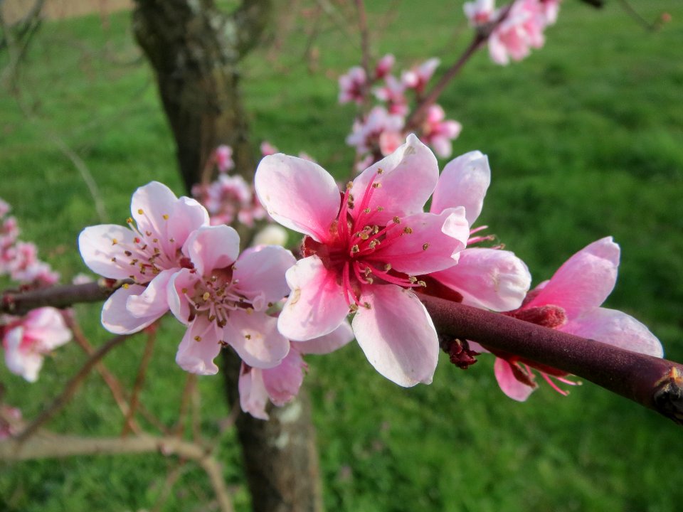 20140326Prunus_dulcis12