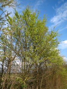 20140326Ulmus_minor1