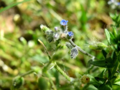 20140418Myosotis_arvensis1