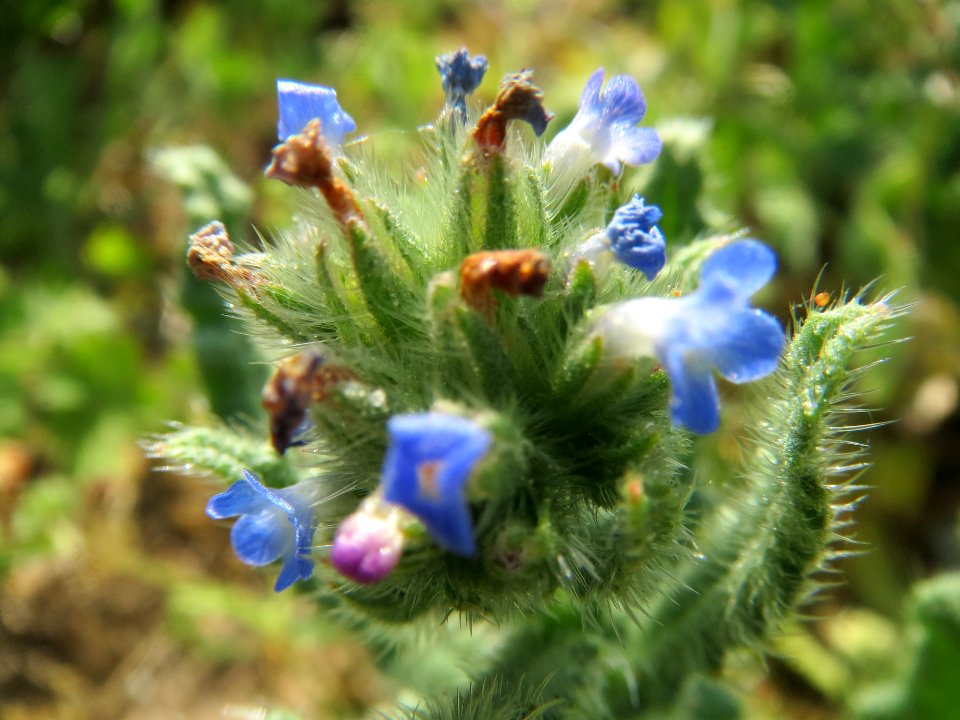 20140424Anchusa_arvensis2