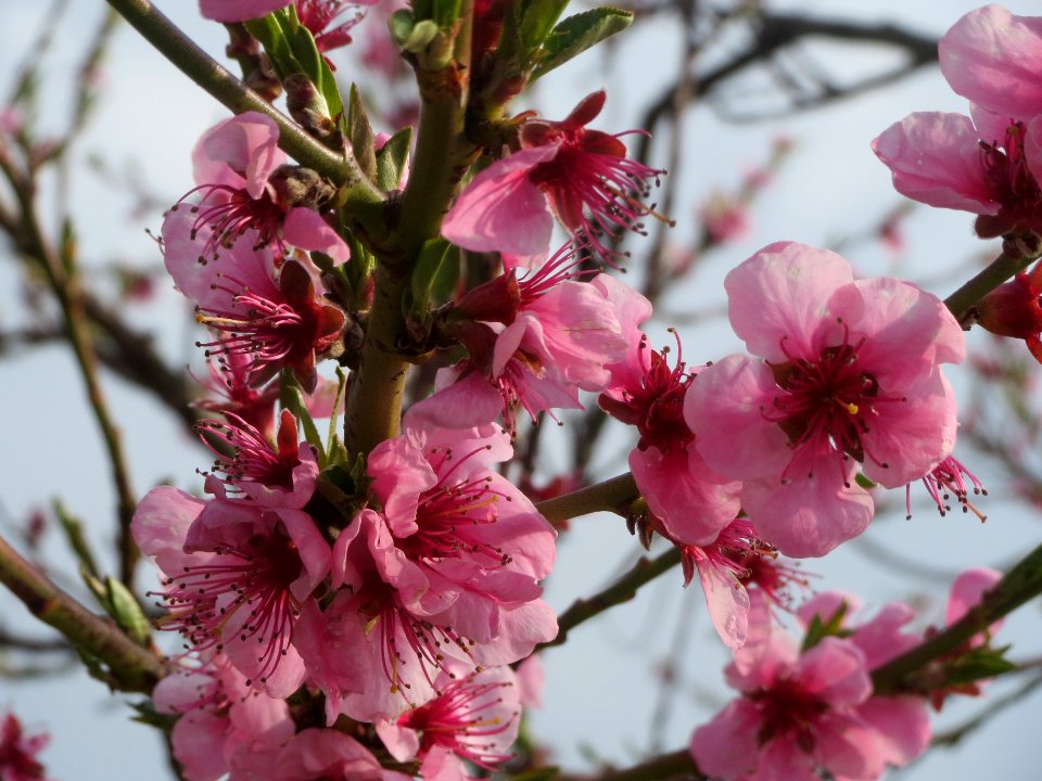 20140326Prunus_dulcis09