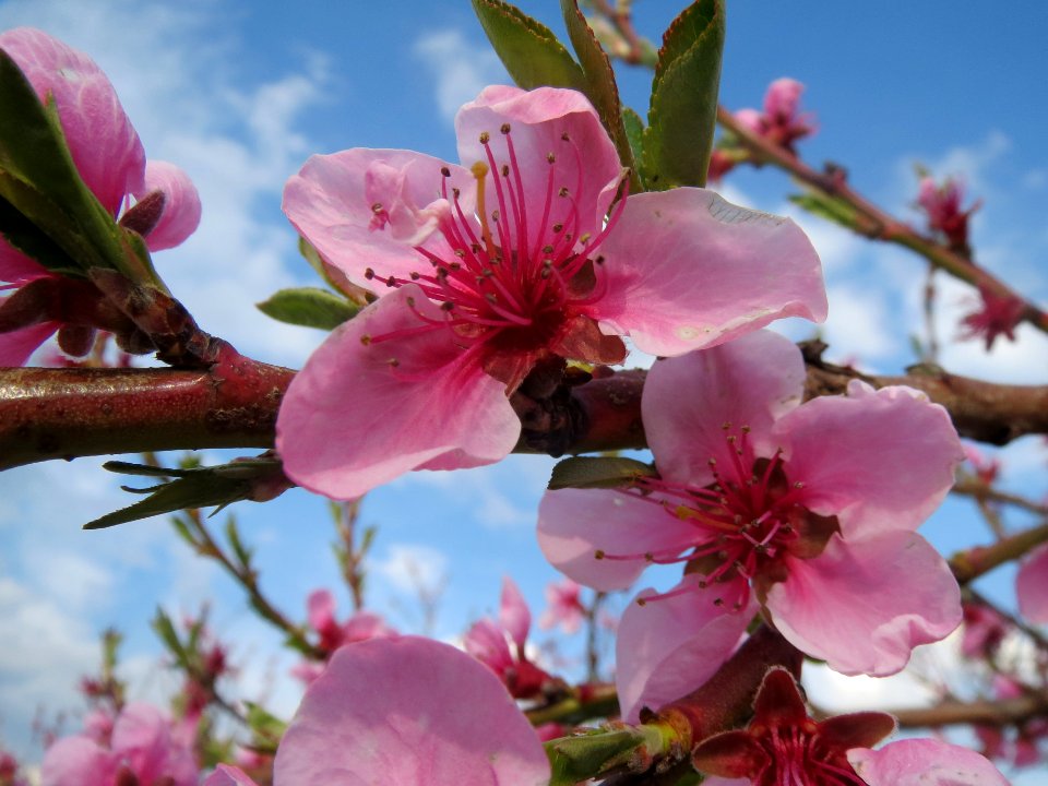 20140326Prunus_dulcis11