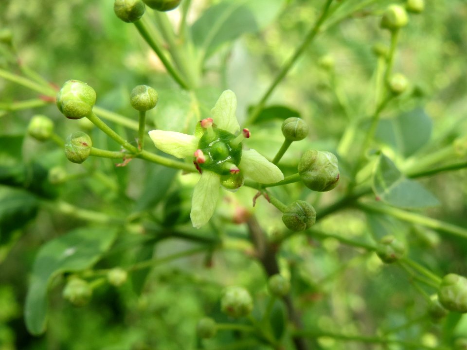 20140419Euonymus_europaeus1