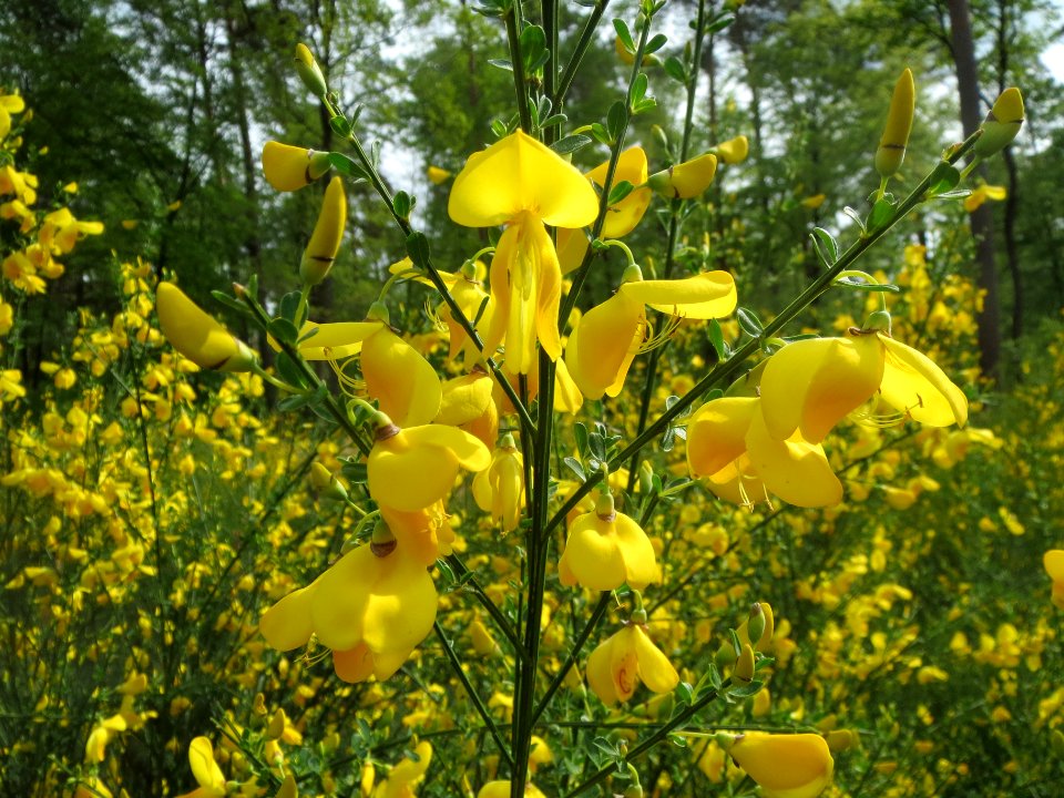20140421Cytisus_scoparius3