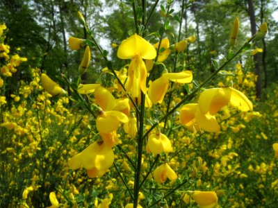 20140421Cytisus_scoparius3