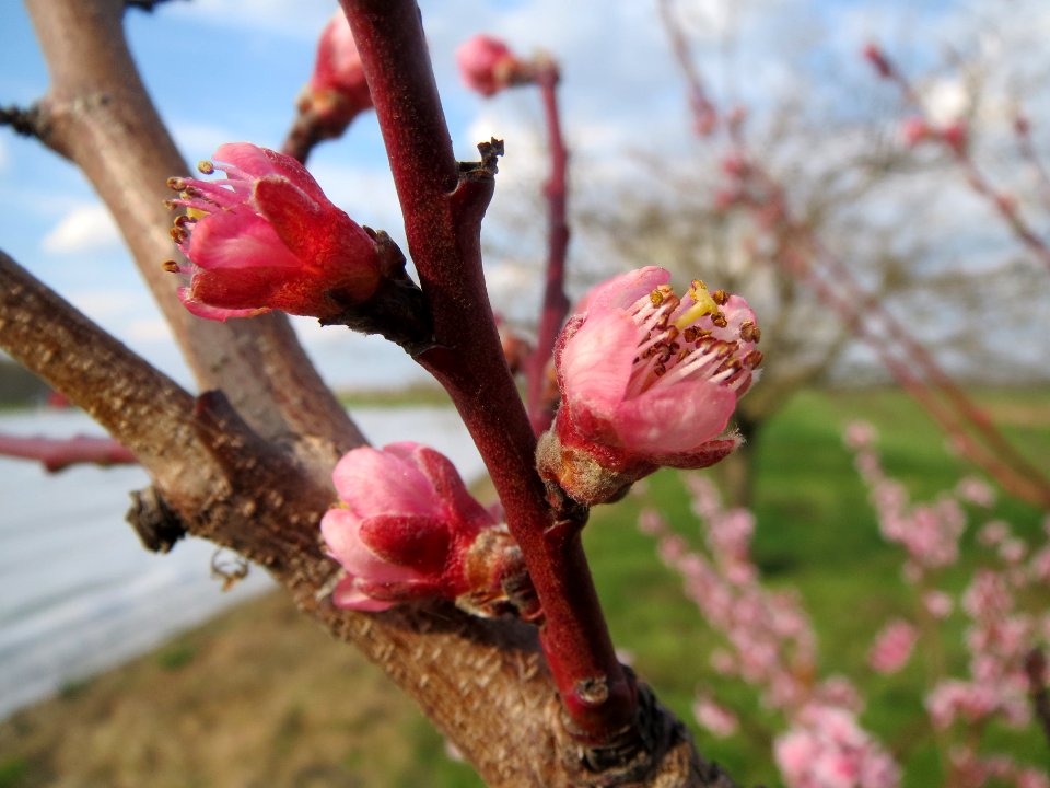 20140326Prunus_dulcis03