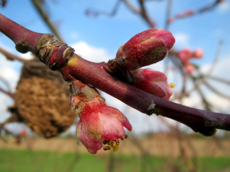 20140326Prunus_dulcis04