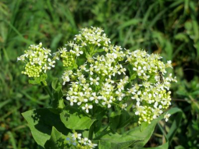 20140424Lepidium_draba3