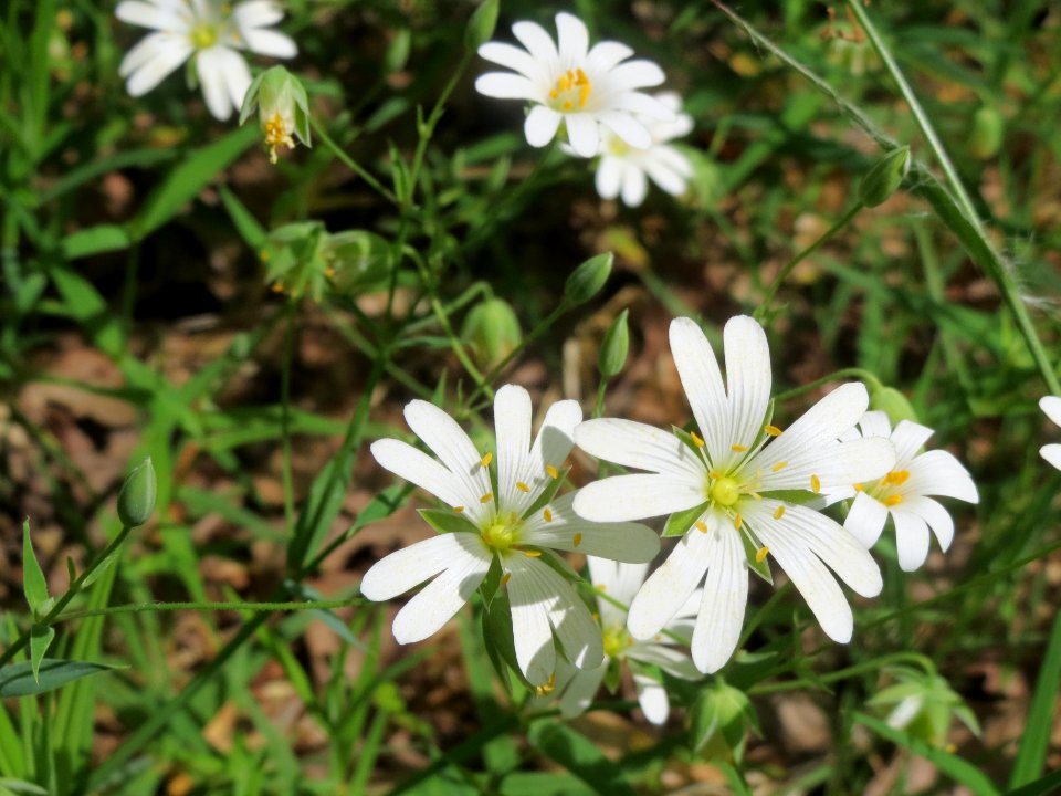 20140421Stellaria_holostea1
