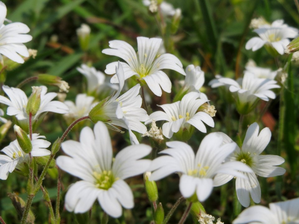 20140419Cerastium_arvense2