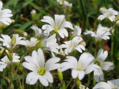20140419Cerastium_arvense2