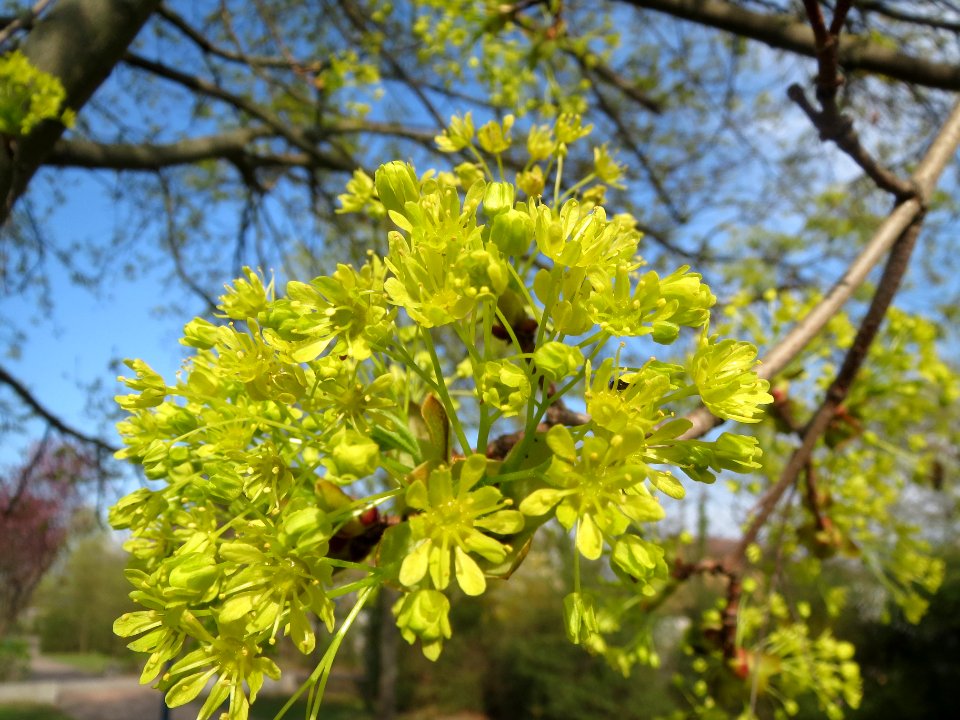 20140327Acer_platanoides_Hockenheim2