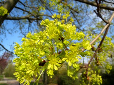 20140327Acer_platanoides_Hockenheim2