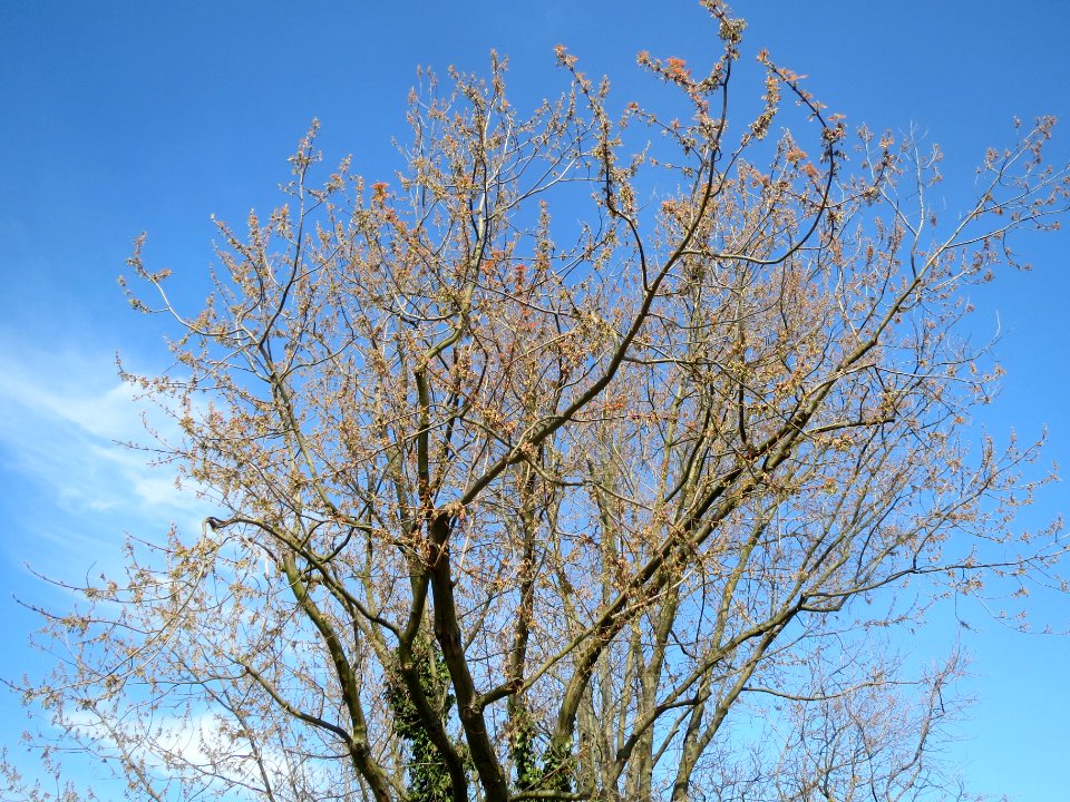 20140327Acer_saccharinum1