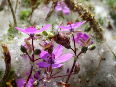 20140419Erodium_cicutarium1