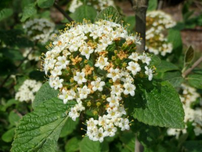 20140421Viburnum_lantana3