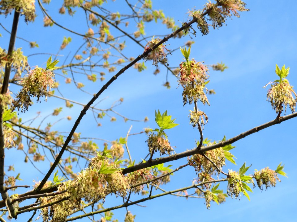 20140327Acer_negundo2