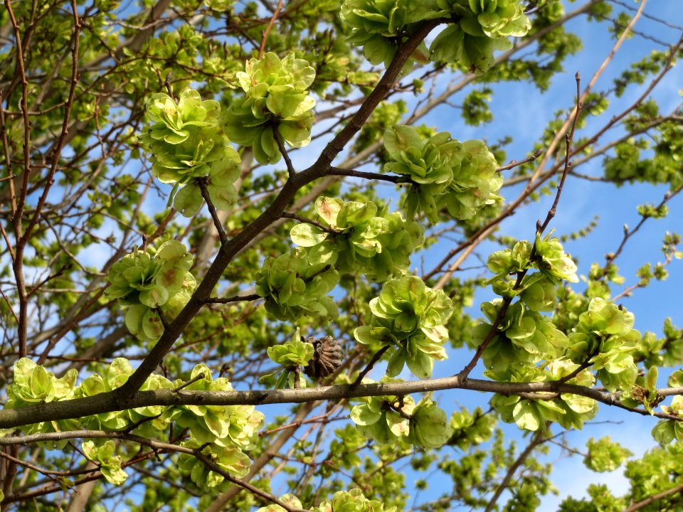 20140326Ulmus_minor3