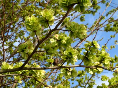 20140326Ulmus_minor3