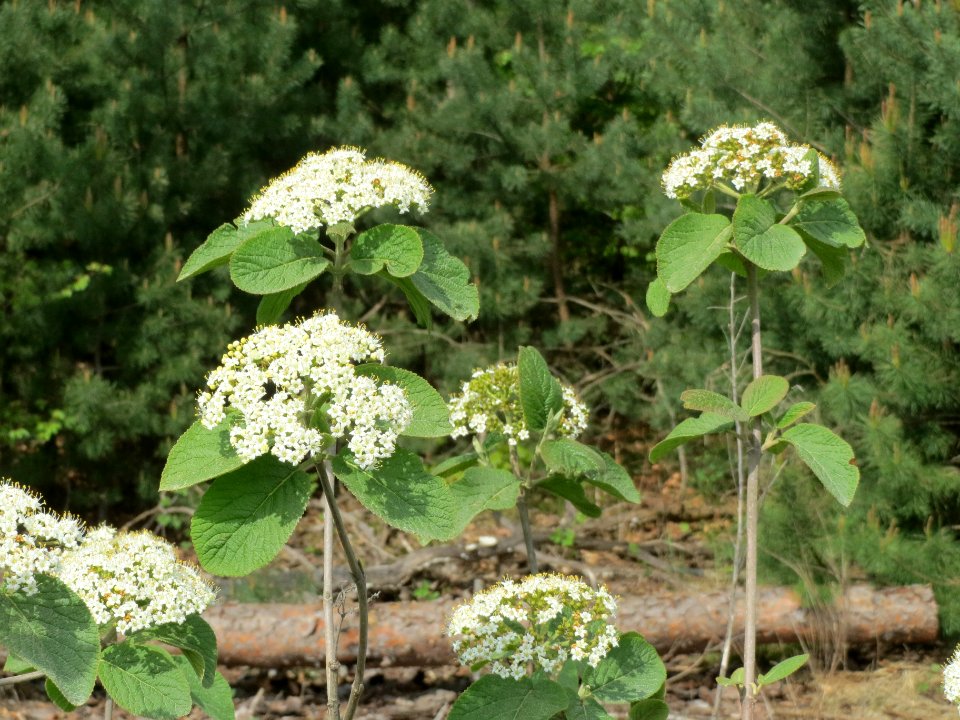 20140421Viburnum_lantana1