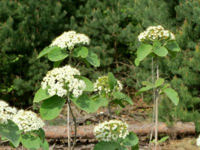 20140421Viburnum_lantana1