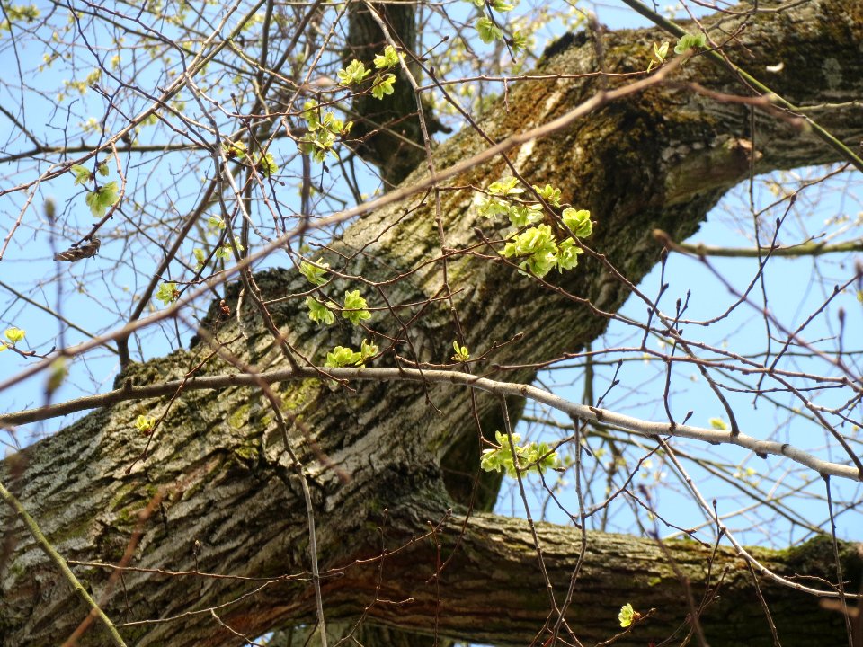 20140325Ulme_Hockenheim2