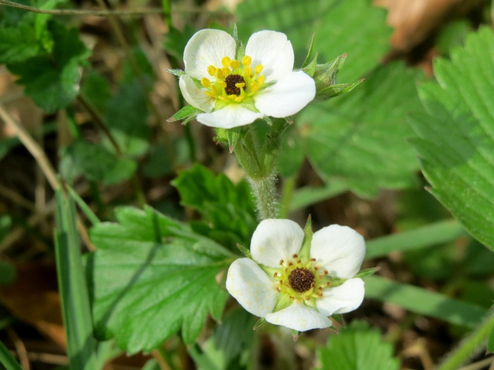 20140421Fragaria_vesca3