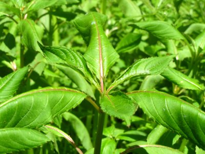 20140425Impatiens_glandulifera3