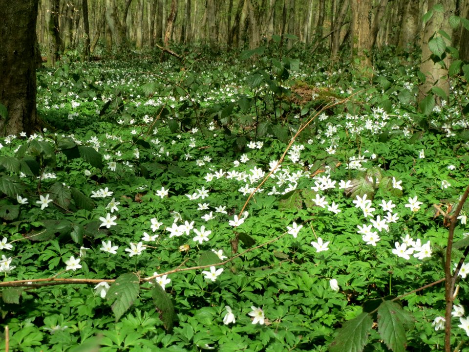 20140330Anemone_nemorosa1
