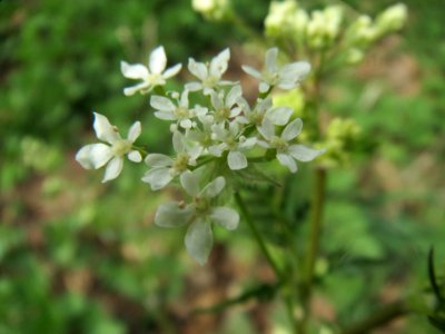 20140330Chaerophyllum_temulum3