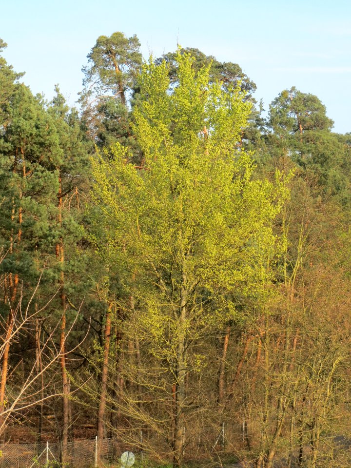 20140327Ulmus_minor2