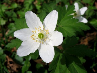 20140330Anemone_nemorosa3