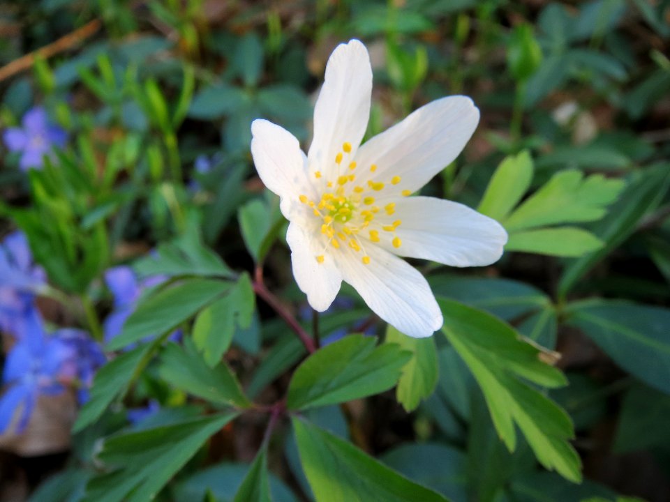 20140328Anemone_nemorosa