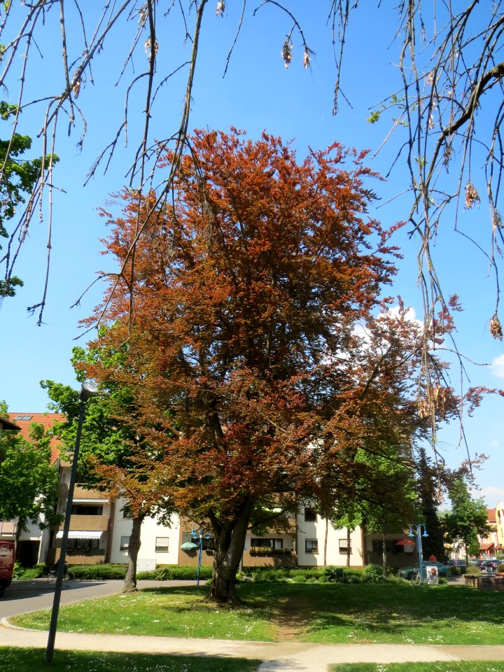 20140423Fagus_sylvatica_Purpurea1
